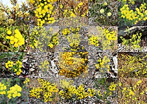 Fragrant fluffy yellow wattles of Crooked Brook nature reserve Dardanup western Australia in spring.