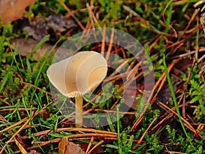 Fragrant funnel mushroom on the forest floor photo