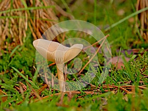 Fragrant funnel mushroom and moss on the forest floor photo