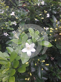 The fragrant kemuning flower