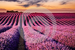 Fragrant lavender fields in picturesque Valensole, Provence