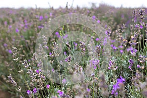 Fragrant lavender flowers