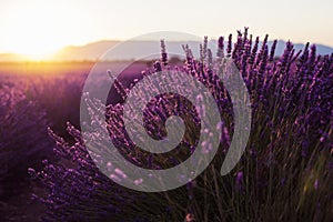 Fragrant lavender flowers at beautiful sunrise, Provence, France