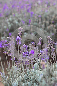 Fragrant lavender flowers closeup