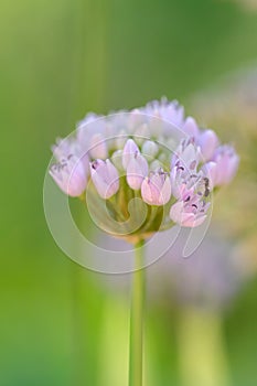 Fragrant Leek Allium suaveolens budding pink flowers