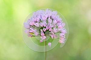 Fragrant Leek Allium suaveolens umbel of pink flowers