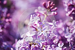 Fragrant lilac blossoms (Syringa vulgaris)