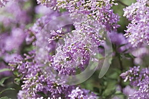 Fragrant lilac blossoms Syringa vulgaris selective focus, spring background