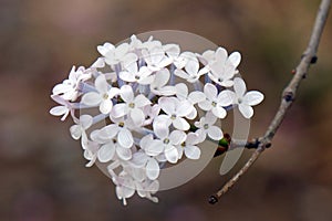 Fragrant lilac flowers bloom in April.