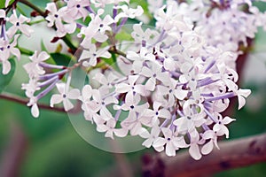 Fragrant lilac flowers bloom in April.