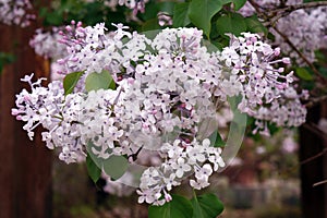 Fragrant lilac flowers bloom in April.