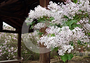 Fragrant lilac flowers bloom in front of the pavilion in April.