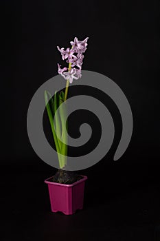 A fragrant lilac hyacinth flower in a small plastic pot, isolated on a dark background.