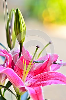 Fragrant lilies close up and drop water