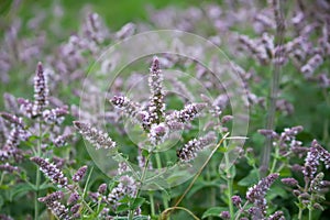 Fragrant medical plants in bloom. Garden mint