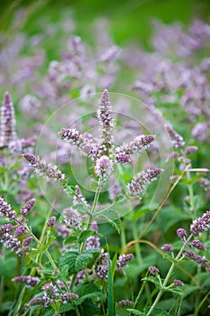 Fragrant medical plants in bloom. Garden mint