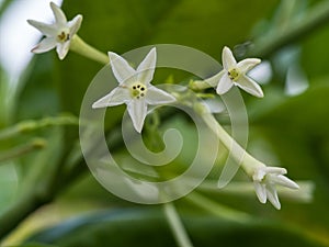 Fragrant Night Jasmine Flower