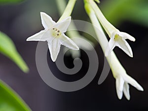 Fragrant Night Jasmine Flower