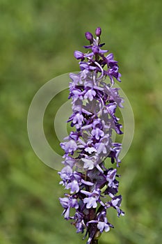 Fragrant orchid