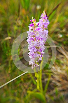 Fragrant orchid