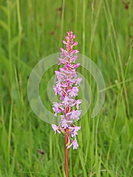 Fragrant orchid flower (Gymnadenia conopsea)