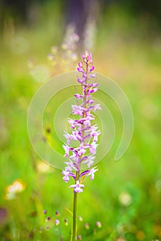 Fragrant Orchid Wildlife
