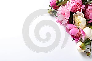 Fragrant peonies on white background. Spring flowers