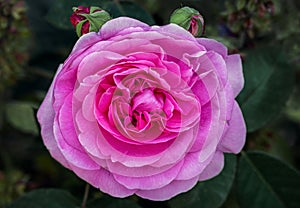 Fragrant pink Gertrude Jekyll rose