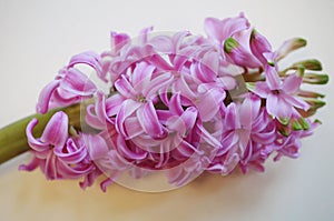 Fragrant pink hyacinth flowers