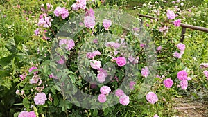 Fragrant pink roses in full bloom in summer season.