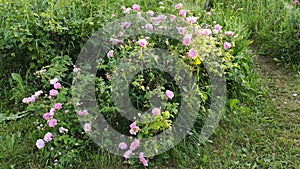 Fragrant pink roses in full bloom in summer season.