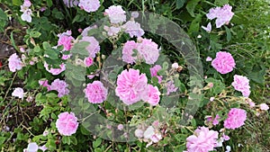 Fragrant pink roses in full bloom in summer season.