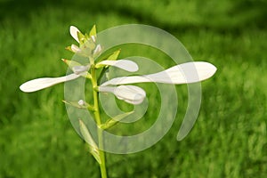 fragrant plantain lily