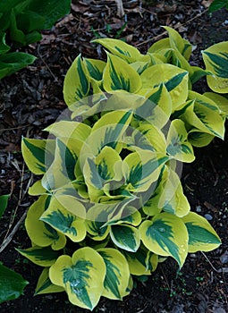 Fragrant plantain lily