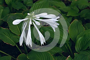 Fragrant plantain lily