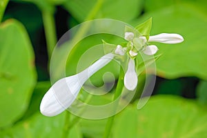 Fragrant plantain lily