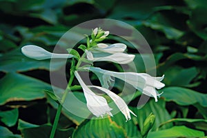 Fragrant plantain lily