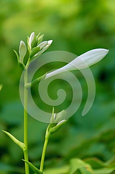 Fragrant plantain lily