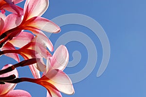 Fragrant Plumeria Flower photo