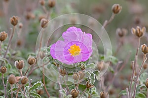 Fragrant Rockrose Flower