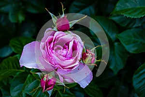 Fragrant Rose in Full Blossom