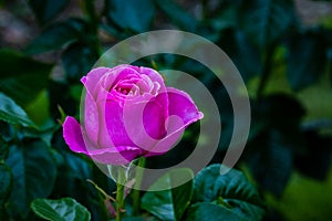 Fragrant Rose in Full Blossom