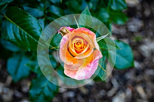 Fragrant Rose in Full Blossom