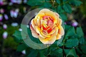 Fragrant Rose in Full Blossom