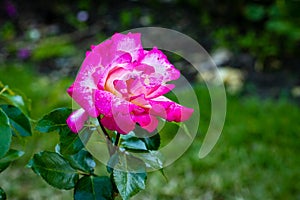 Fragrant Rose in Full Blossom