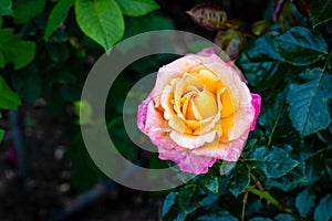 Fragrant Rose in Full Blossom