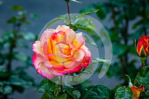 Fragrant Rose in Full Blossom