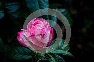 Fragrant Rose in Full Blossom