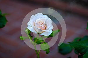 Fragrant Rose in Full Blossom