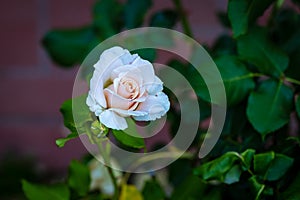 Fragrant Rose in Full Blossom